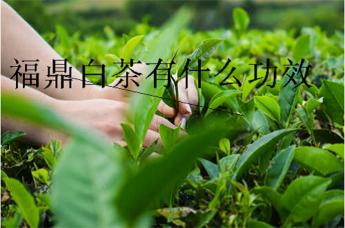 福鼎白茶什么好处