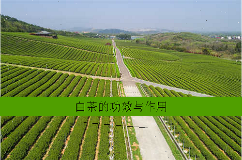 白茶的功效与作用