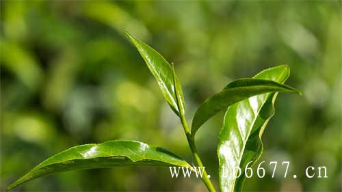 蜜桃乌龙茶哪个牌子好