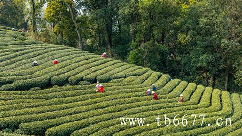 新茶的正确冲泡方式你知道吗