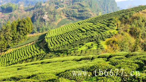 关于福建茶种类的分类