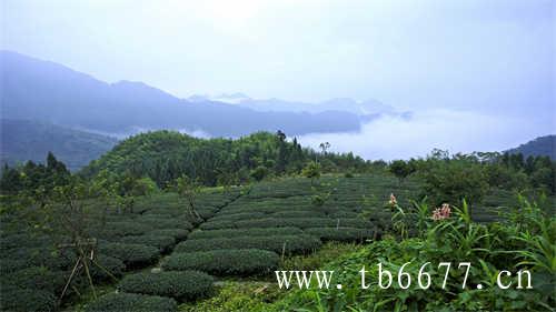 福鼎老白茶饼价格查