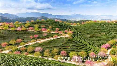 福鼎一亩茶园的福鼎白茶加工中心